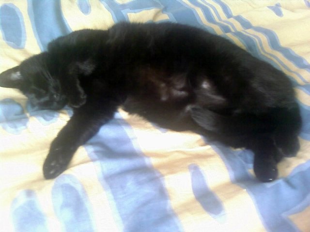 2008-03-16 Webcam_l.jpg